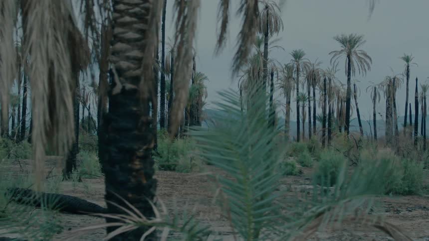 Dry tropical palm plantation with mountains in the background