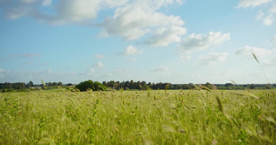 Landscape of a green field with trees on the horizon