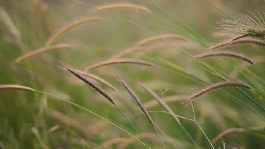 The video shows a closeup shot of tall blades of grass and wheatlike plants swaying gently in the wind the lighting is soft and warm suggesting either sunrise or sunset the focus is on a few individual blades while the background is a blurry field o