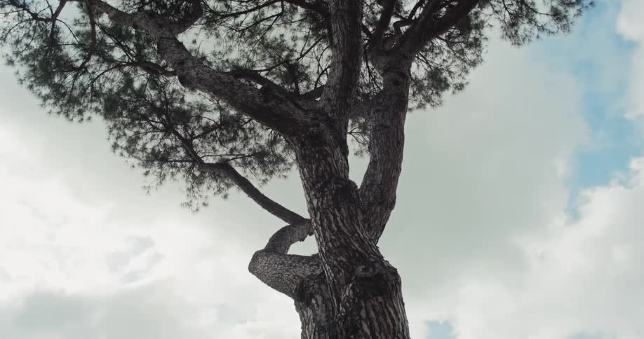 The bark is covering the tall tree