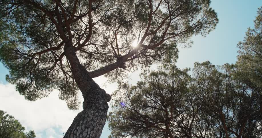 The video shows a lowangle shot looking up at the tops of several pine trees against a bright sunny sky the sun is peeking through the branches creating a lens flare and backlighting the tree canopies the sky is a bright blue with some white clouds