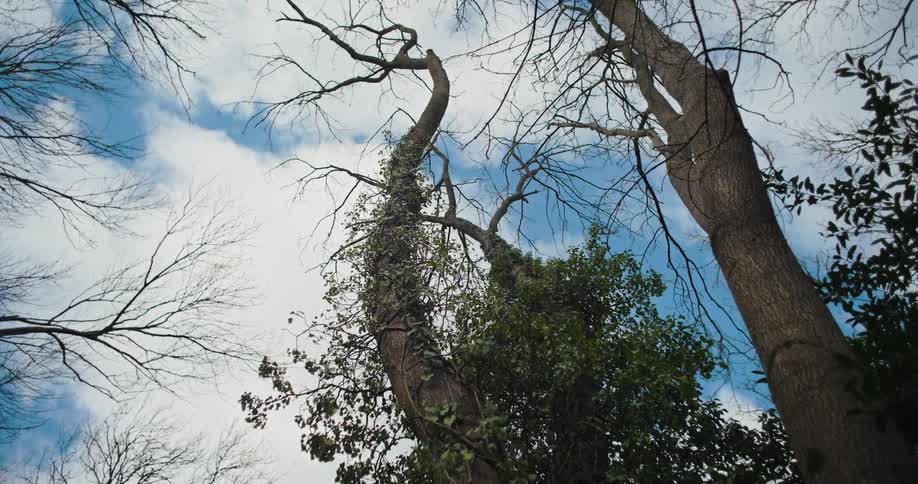 Trees reaching to the sky