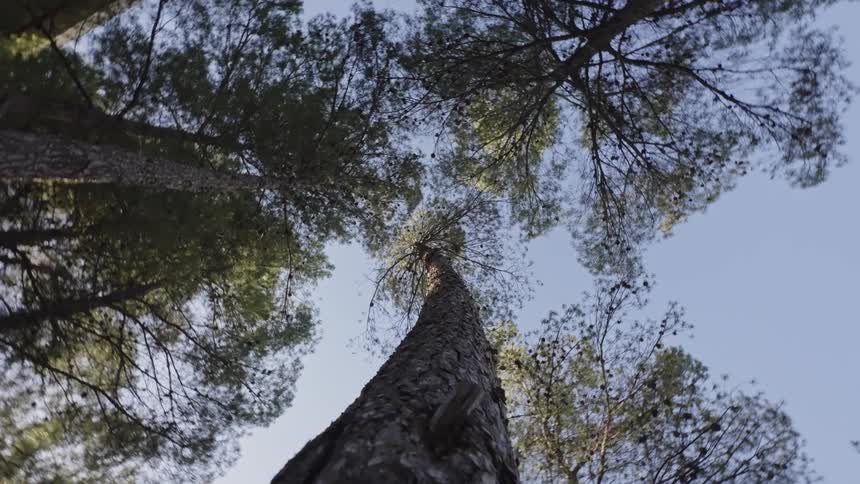 Upward view of tall trees against the blue sky