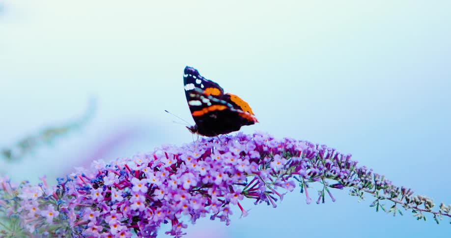 A butterfly resting on a flowering plant in the woods at midday