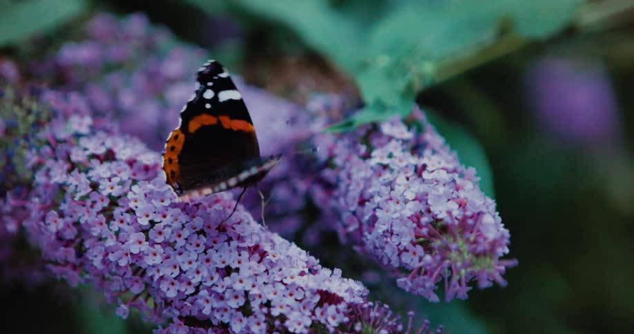 A red admiral butterfly rests on a vibrant purple flower spike surrounded by lush green leaves