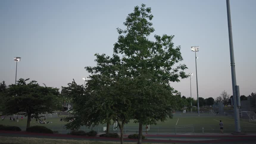 A shot of a park at dusk with a large leafy tree in the center in the background a soccer field with bright stadium lights is visible