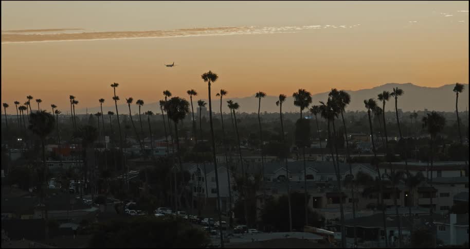 Palm trees dot the suburban land