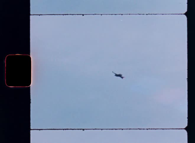 A bird flying through the sky