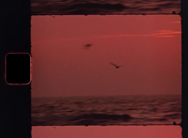 A bird flies over the ocean as the sun sets