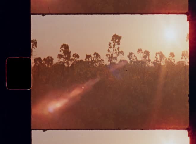 Sun filters through some plants