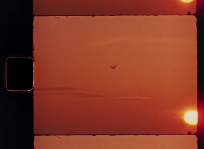 The bird flies across the rising sun