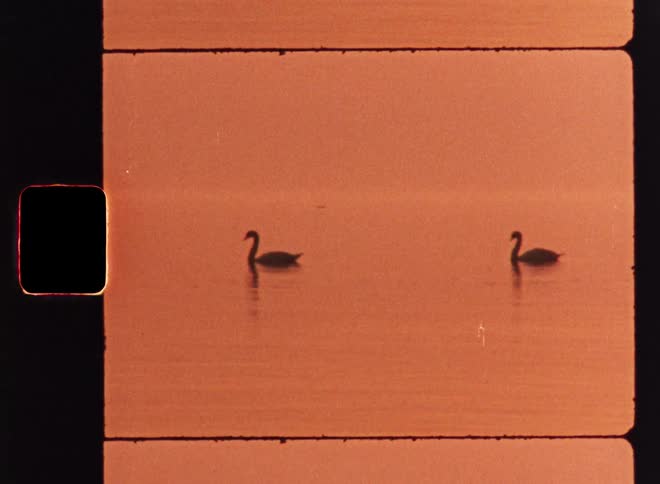 Swans glide across the water under the orange light