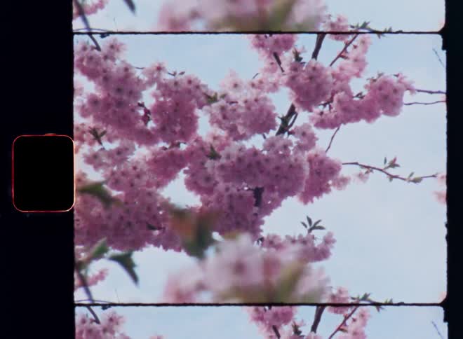 Vintage Super-8 film scan footage revealing beautiful blooming pink cherry blossom tree in soft daylight as symbol for the beauty of mother nature and the spring season with flowers and warm sunlight