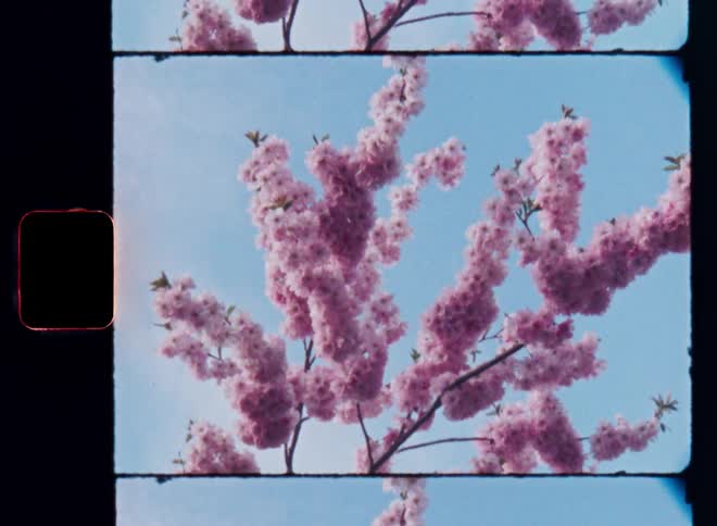 Close up film footage of pink flowers on a flowering plant outdoors during daytime as the sun shines and the vibrant sky is blue