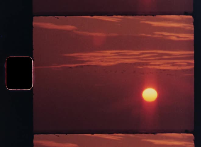 Birds fly past a setting sun