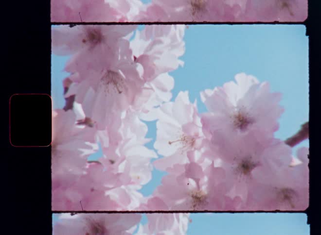 Retro super 8mm macro close up of pink and white flowers on the tree branch backlit by the bright sun on a stunning spring season day with vibrant and colorful blue sky