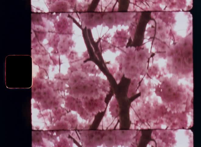 S8 film close-up of pink cherry blossom tree flowing and moving in the wind as the slight breeze makes the branches sway with an arty vibe or nostalgic feeling