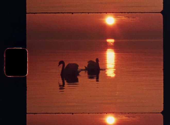 A couple swan land in the water at sunset
