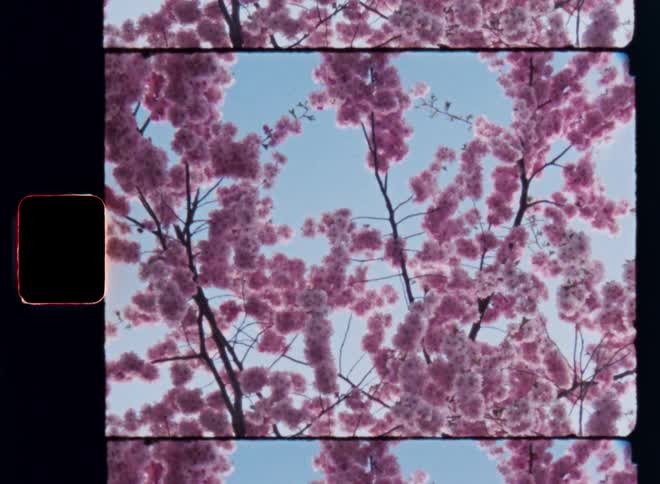 Steady shot of a cherry blossom tree with clusters of pink flowers being gently blown by a light breeze at midday in front of clear blue sky on vintage Super-8 film footage