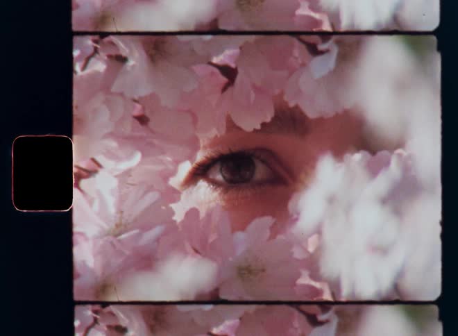 Nostalgic Super 8 slow motion close-up of beautiful brown eye of a young woman peering or looking calmly through a dense cluster of soft pink blossoms or flowers while opening and closing in warm spring daylight