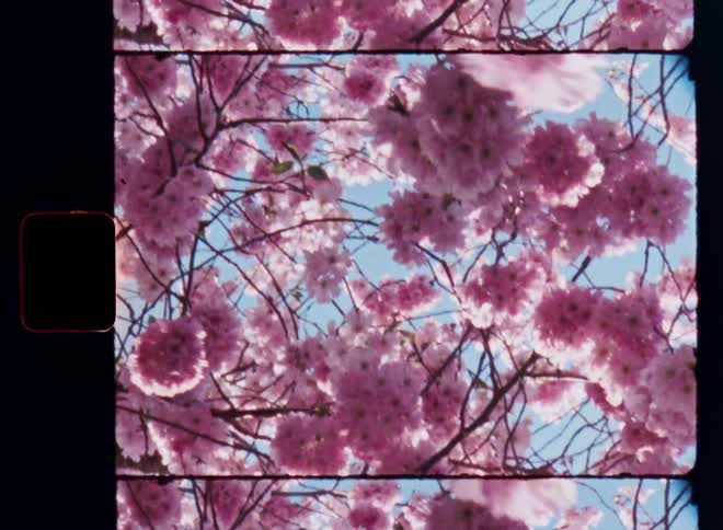Looking up into the pink flowers of the cherry blossom tree as the branches covered in petals move or sway in the wind or breeze while the bright warming sun shines on beautiful spring day with blue skies