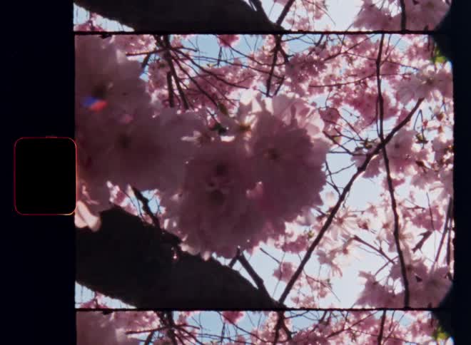 Dynamic super 8mm close-up of a cluster of petals or flowers on branches of a cherry tree in front of the bright blue sky on a sunny spring time day on nostalgic Super 8mm film footage with vintage vibes