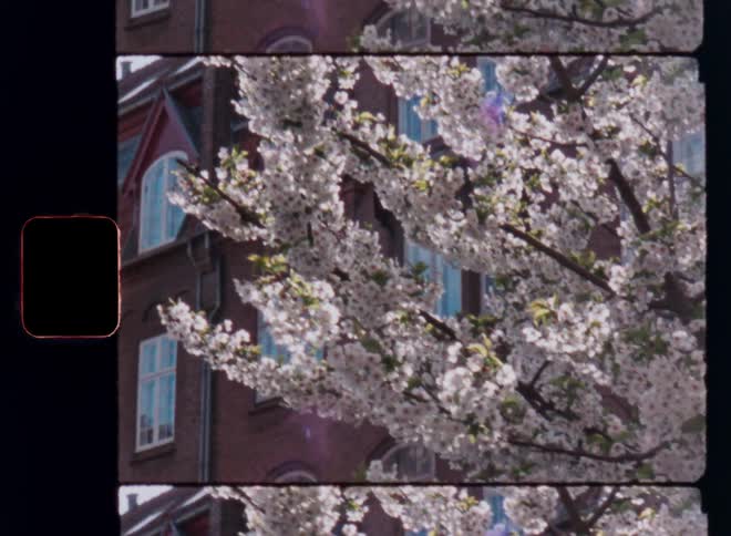 A white cherry blossom tree outside a building growing in the streets in an old urban environment or small town with brick houses with large white window frames on a sunny springtime season day