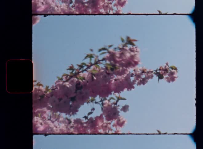 Dynamic hand-held super 8mm film footage of blooming pink cherry blossom tree blowing in the wind and moving around against the blue sky on a warm and sunny spring season day
