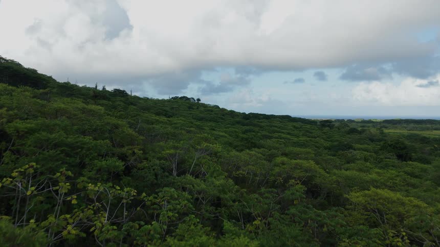 A lush green forest