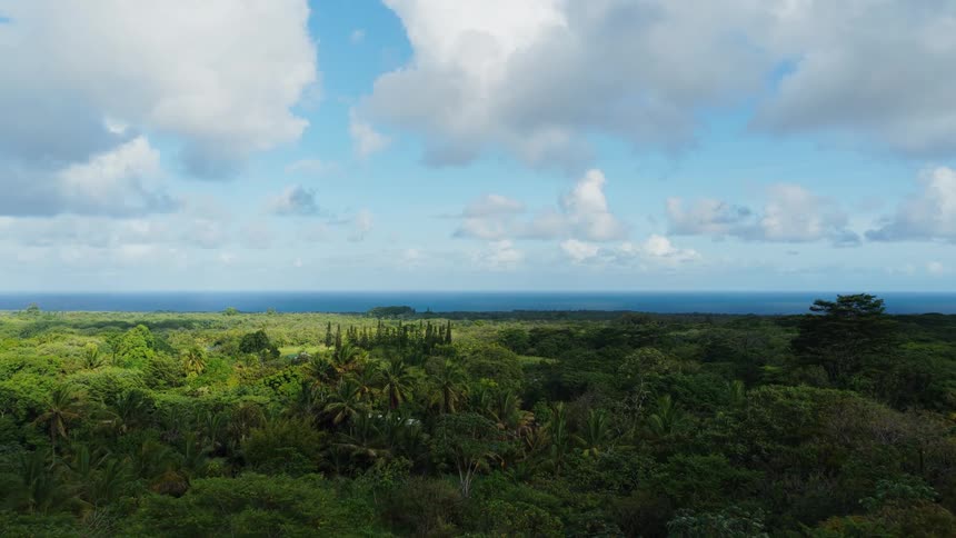 A forest is positioned next to a body of water