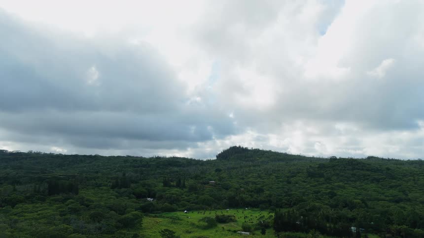 A lush landscape