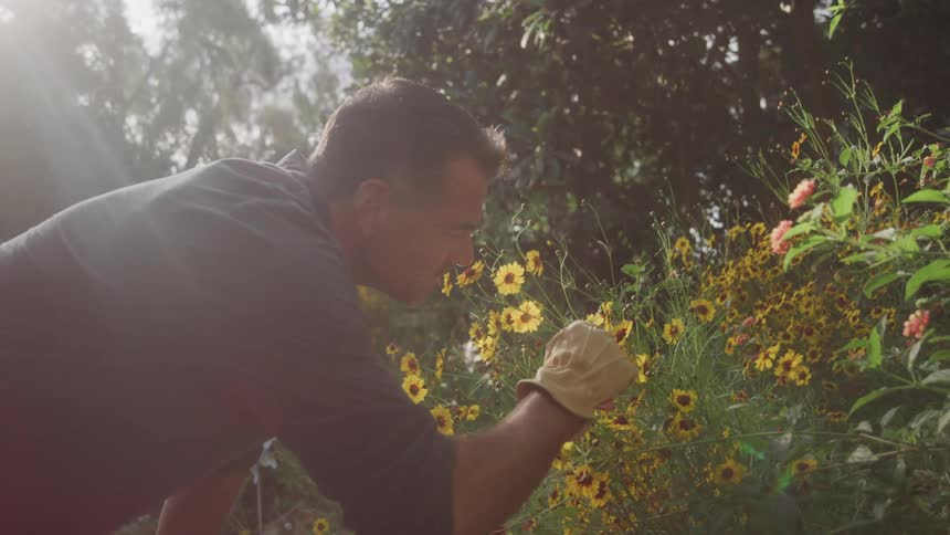 A man wearing gardening gloves leans in to tend to a bush of yellow flowers with bright sunlight and lens flare creating a serene garden atmosphere