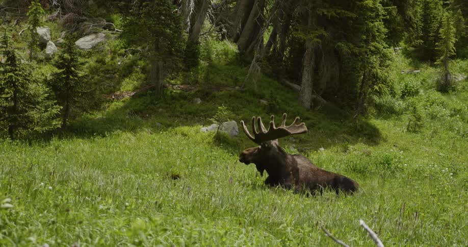 A moose lays in a grassy field