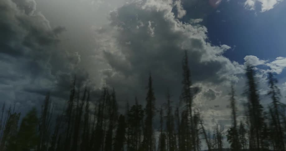 A forest on a mostly cloudy day