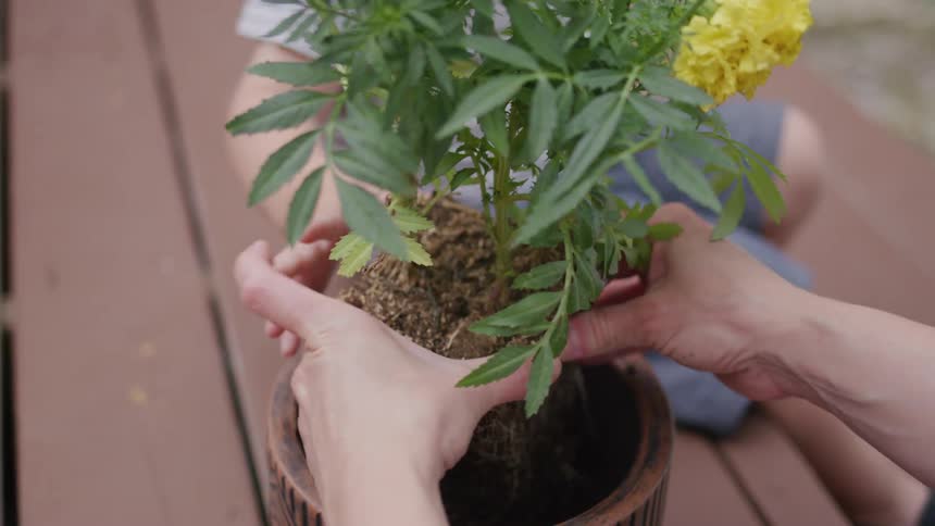 A person is holding a small yellow flower plant and carefully placing it into a larger brown pot the persons hands are visible and the scene appears to be taking place on a wooden deck