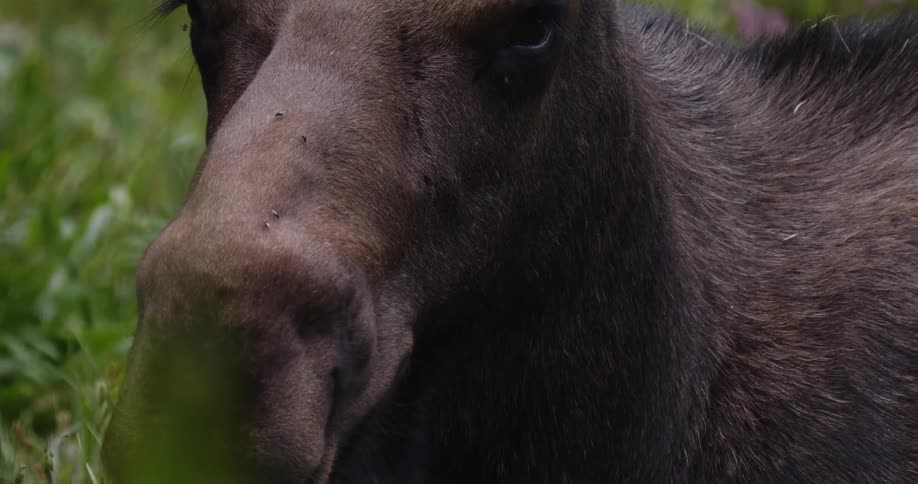 Flies buzz around a moose