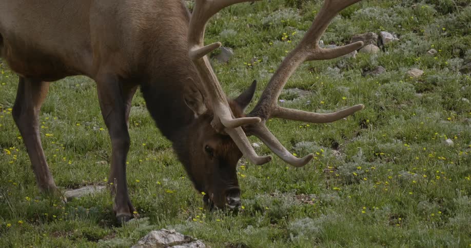 An elk eats grass in a field