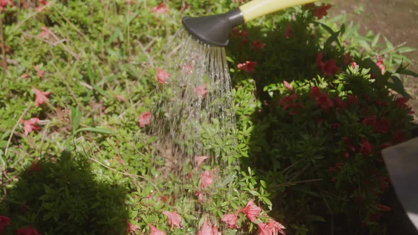 A yellow watering can showers blooming pink flowers and green foliage in bright sunlight
