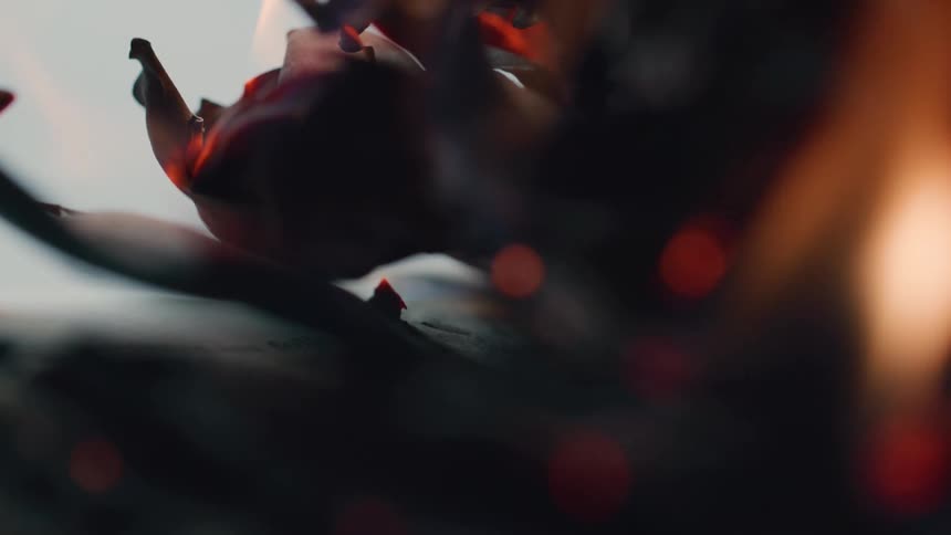 Petals burning slowly with visible flames and a blurred background