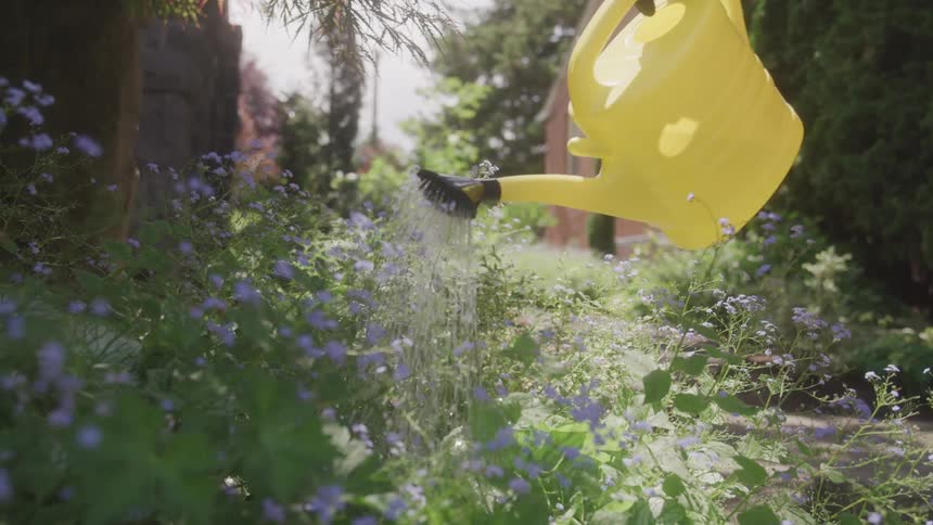 A hand holding a watering can and watering flowering plants