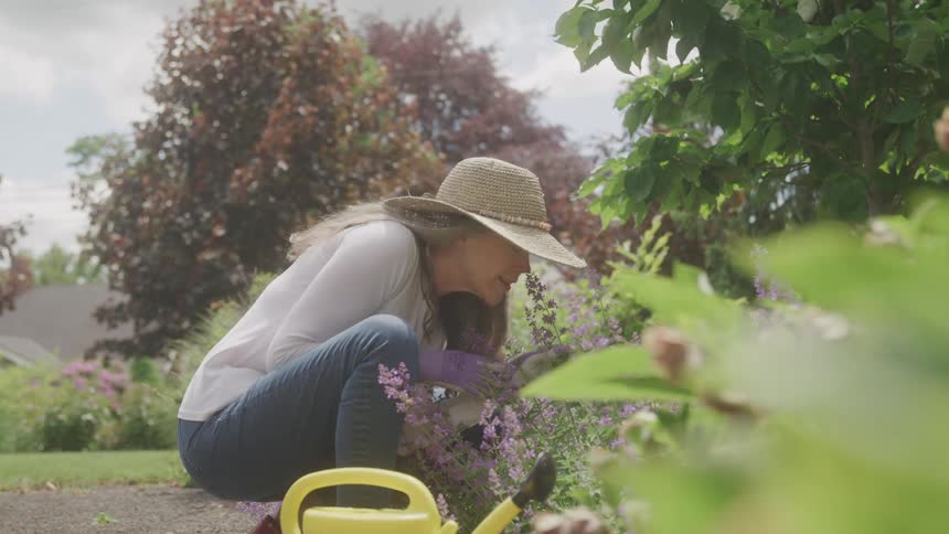 A woman in a straw hat tends to purple flowers in a garden on a bright clear day