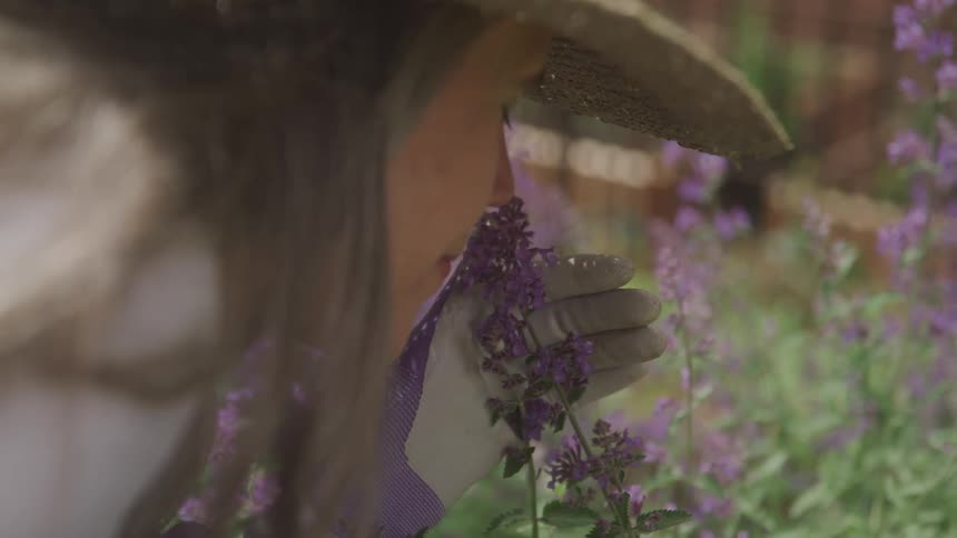 A gloved hand gently holds a lavender flower in a garden surrounded by soft purple blooms