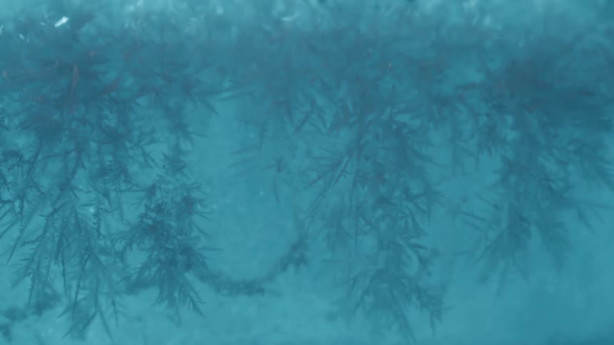 Ice formations create branching patterns on a blue surface