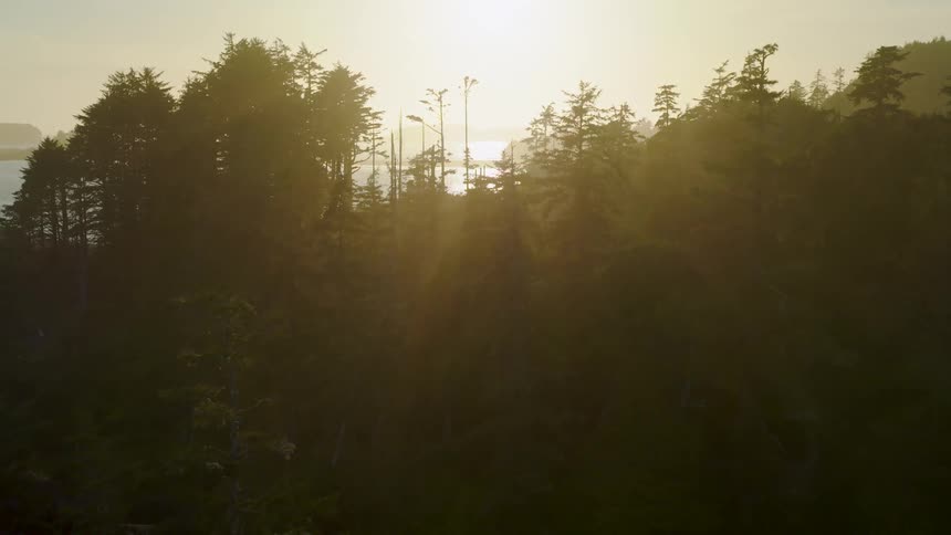 Aerial panorama of a forest in the late afternoon