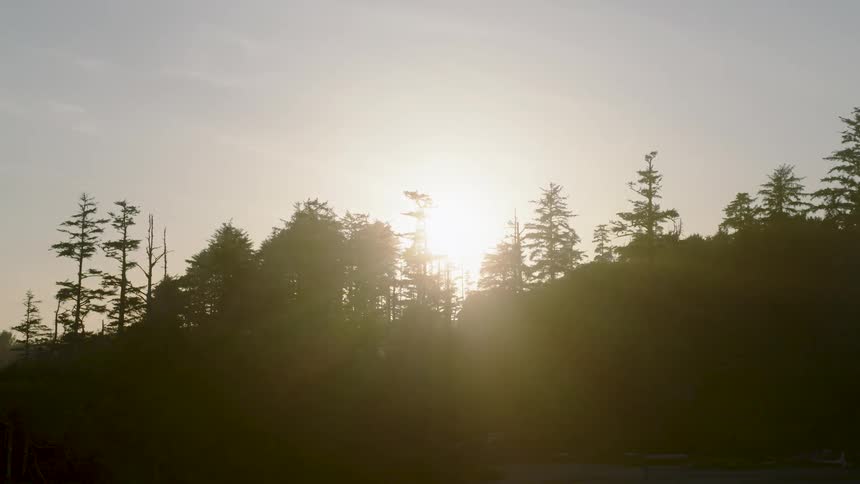 The sun hovers over the forest