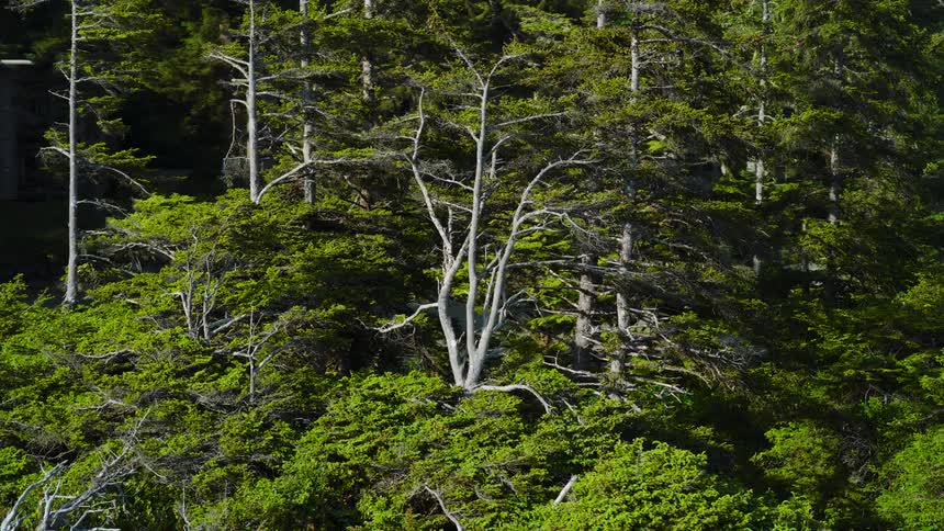 A large lush forest