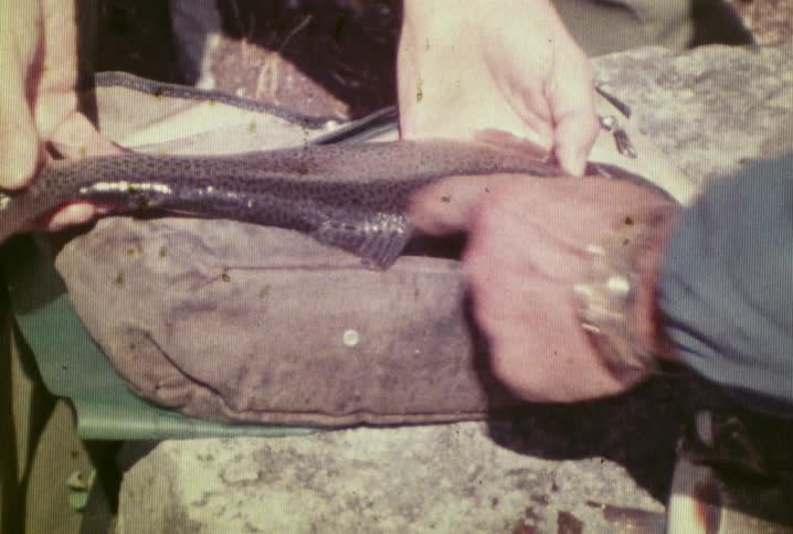 A couple of men holding and measuring a fish laying on a bag
