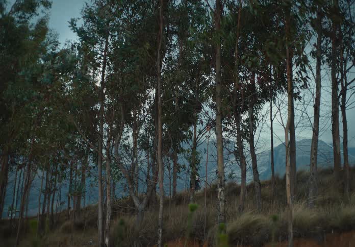 Woman walks among tall trees in a mountainous area at dusk