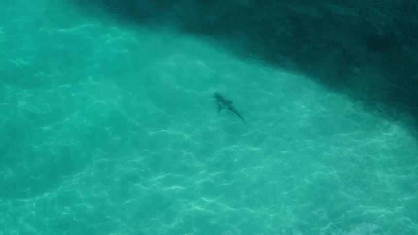 A shark swims slowly through clear ocean water without other sea life nearby