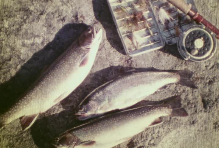 A few fish laying on the ground not moving